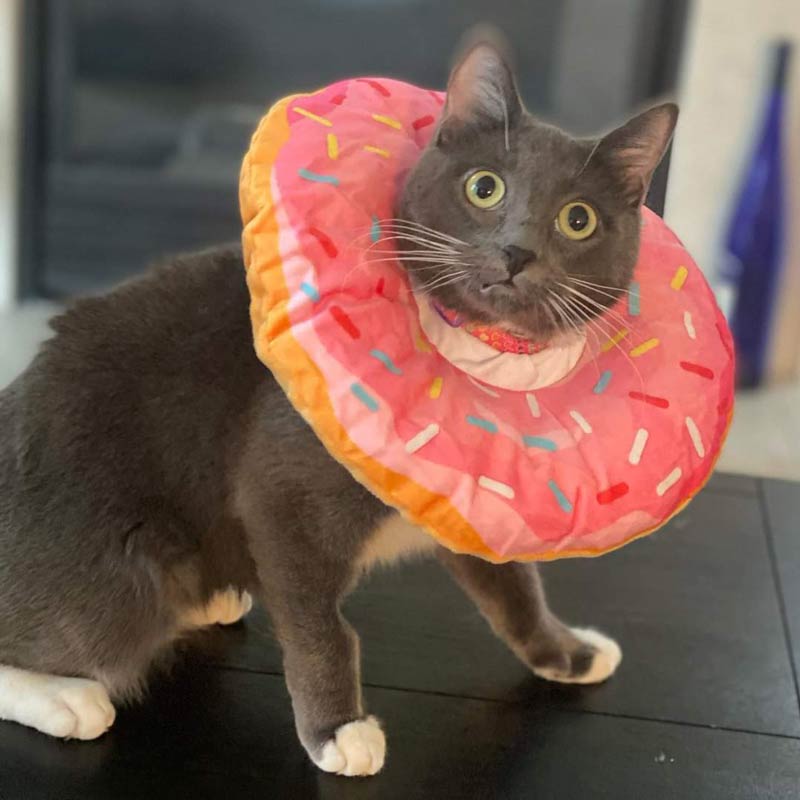 My aunts cat got this instead of the traditional cone