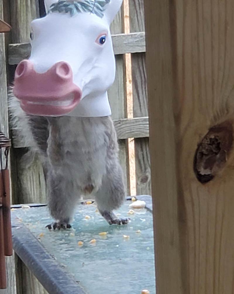 We got a new squirrel feeder