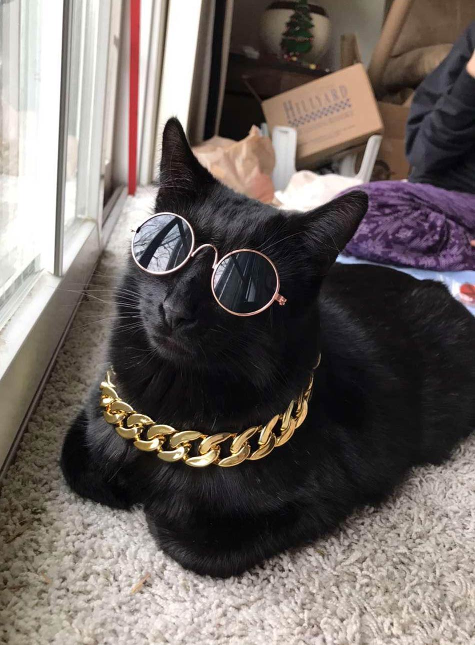 My little sister bought accessories for her cat. This is the result. Thug Life