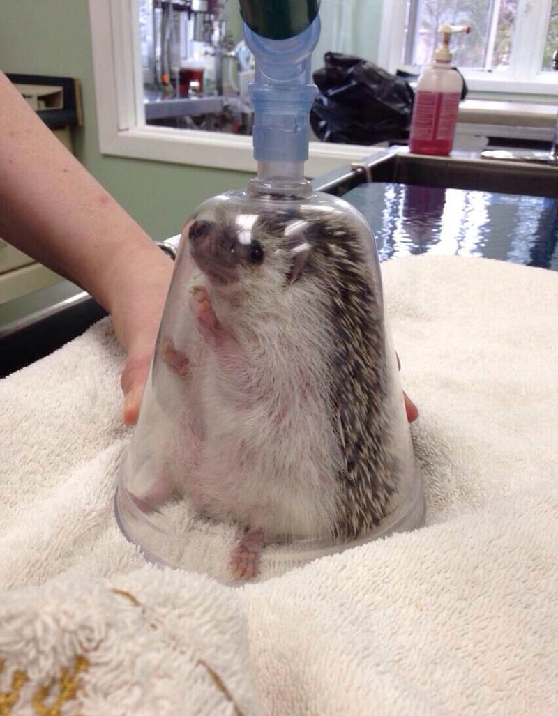 Today I learned how they anaesthetise hedgehogs