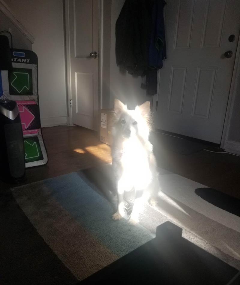 I think my dog has a side quest for me