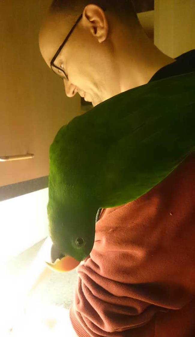 Husband: "Fine, you'll get your parrot, but it's not coming anywhere near me!" 2 months later:
