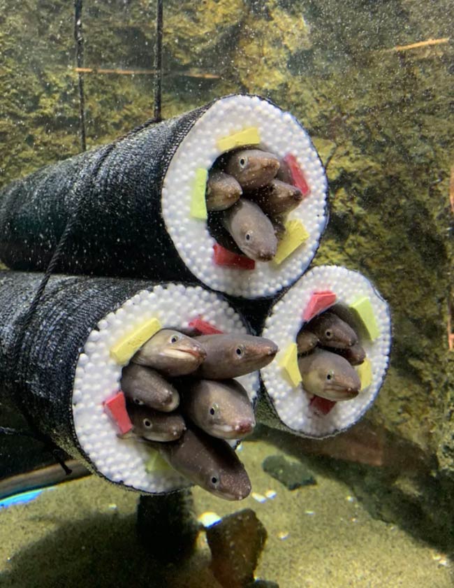 An aquarium installed sushi roll cylinders for eels to slide into
