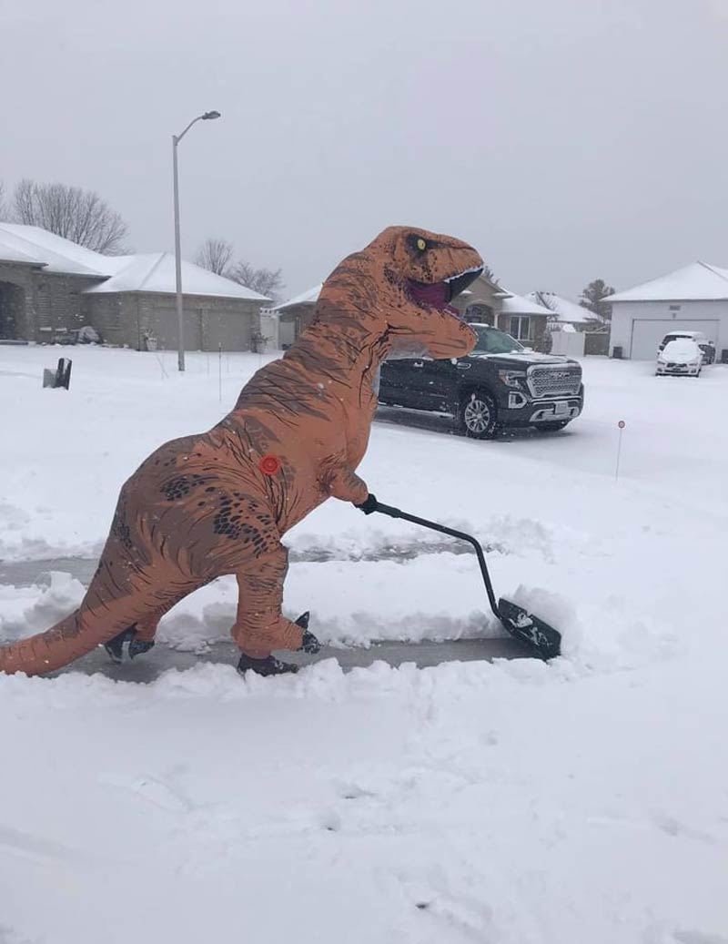 A rare glimpse of the suburban t-rex in its natural habitat. Their stubby arms necessitated the development of tools. Here we see one in the wild futilely attempting to prevent the next ice age