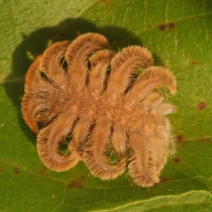 Caterpillar Mimics Tarantula to Avoid Predators