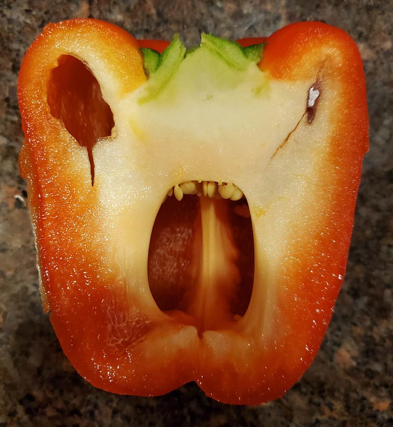 This angry pepper I just cut in half