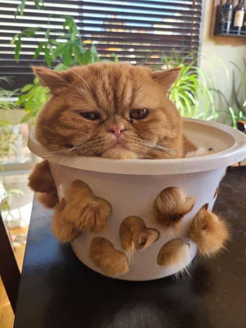 I think it’s time to repot the cat