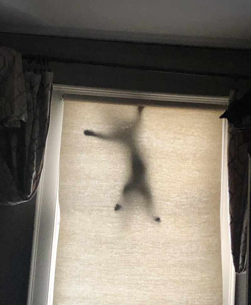 What I woke up to this morning. Meet spider cat aka Slinky