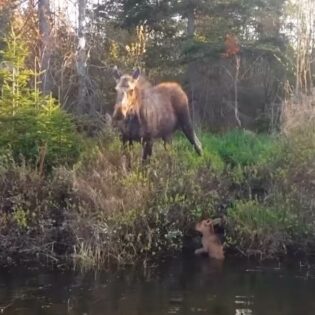 Moose Calf Rescue