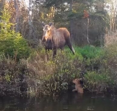 Fishermen Rescue Moose Calf From Lake