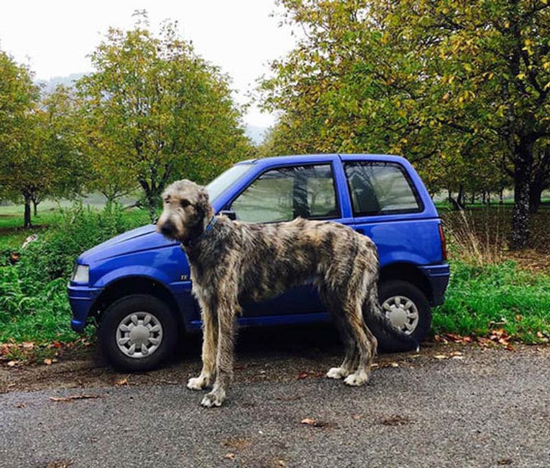 This good boy and a car (Irish wolfhound)