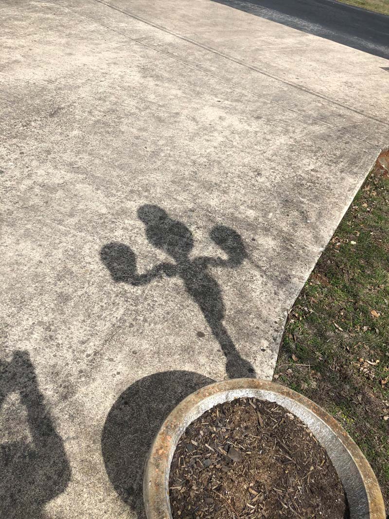My light post shadow looks like Lumiere from Beauty and the Beast flexing