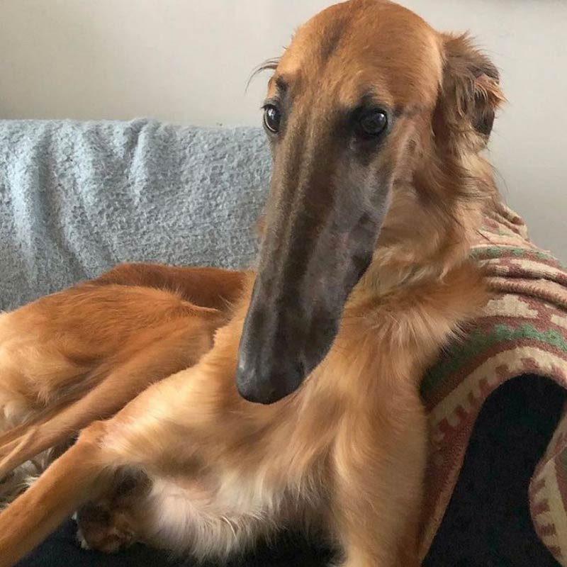 Why the long face?