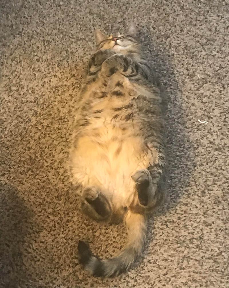 My high chubby little weirdo trying to blend in with the carpet after eating 6 leaves of catnip