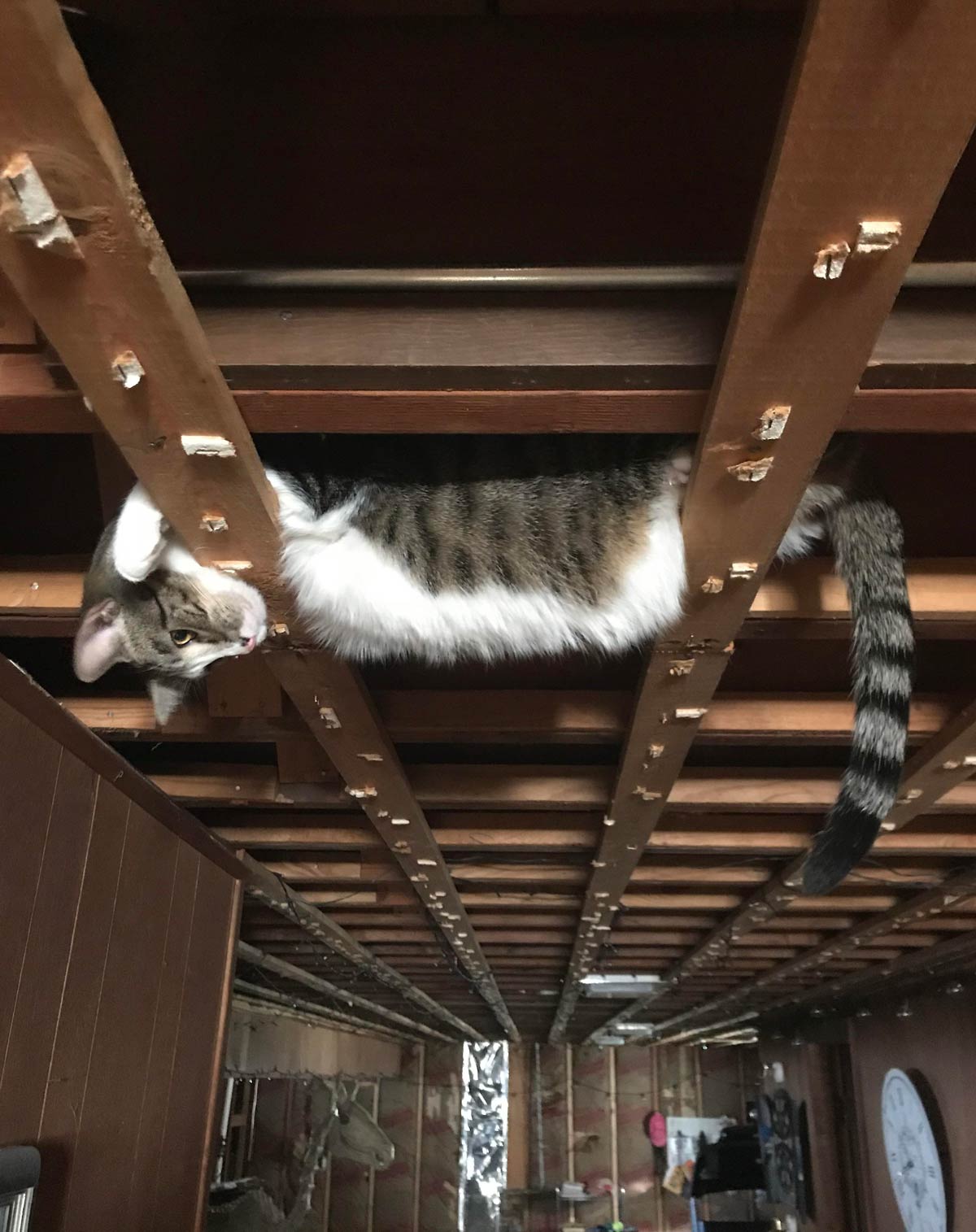 I’m remodeling my basement and all the ceiling tiles were just removed. I found my cat like this