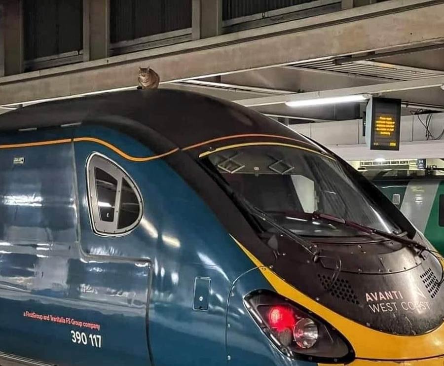 A train was delayed in the UK yesterday because a cat was sitting on the roof and refused to get down