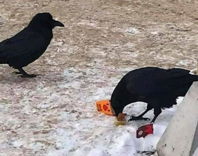 I knew crows were smart, but this one is dipping his nuggets