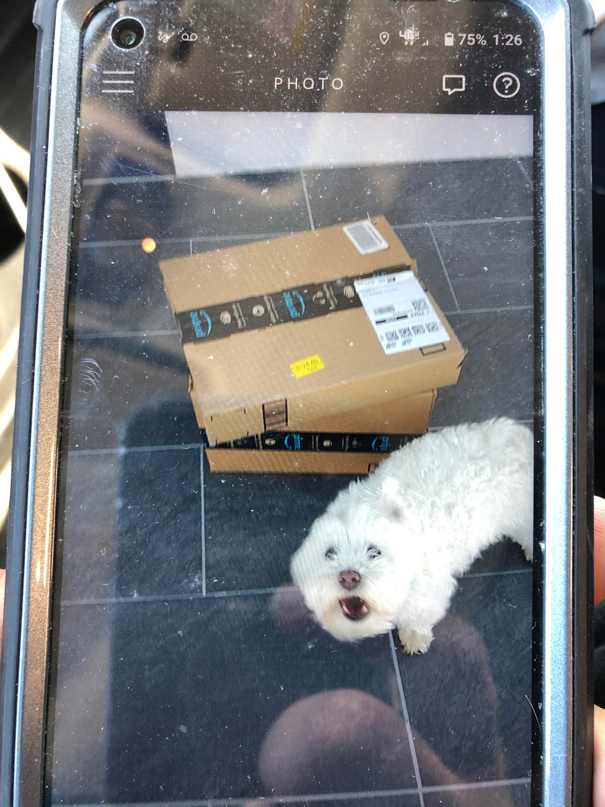 A vicious guard dog attacked me on my Amazon delivery today