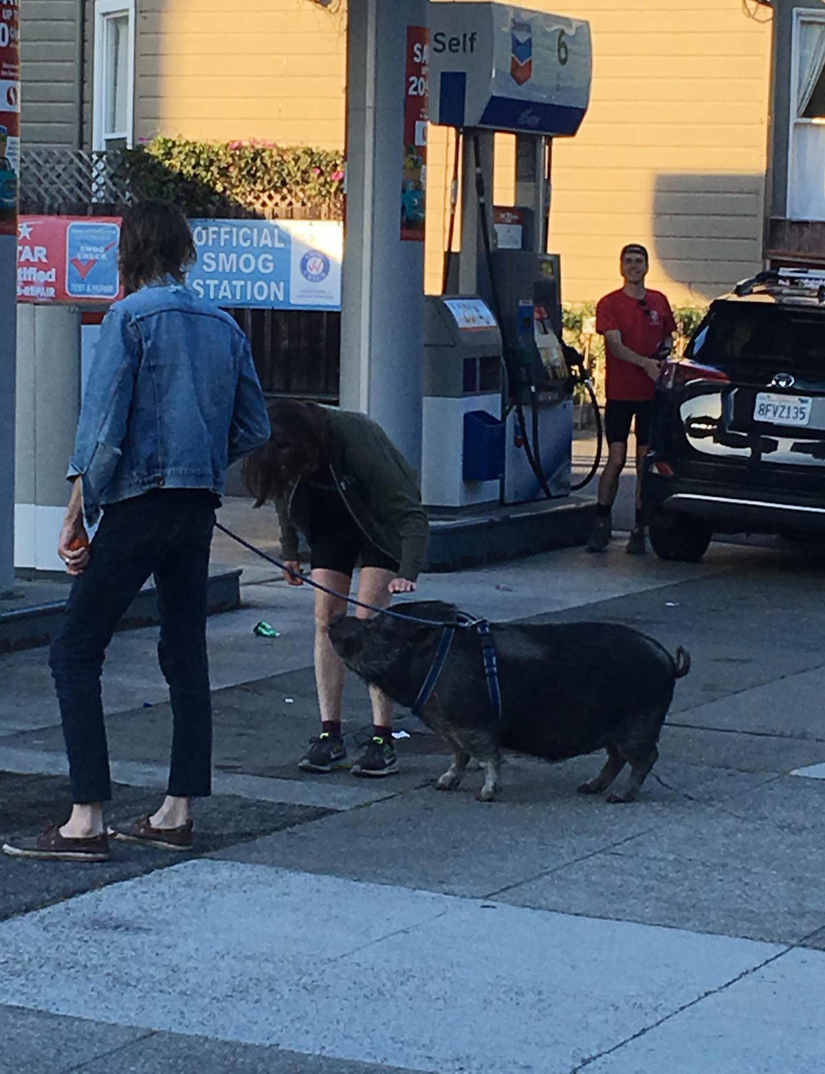 I see this guy walking his pig all the time. Near Haight-Ashbury in San Francisco