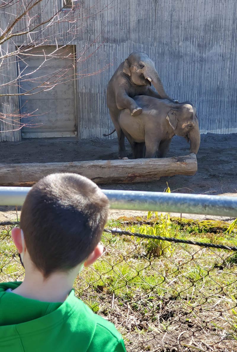 My sister wanted to take my nephew to the zoo for his birthday since they haven't done anything in the last year. Elephants put on a show