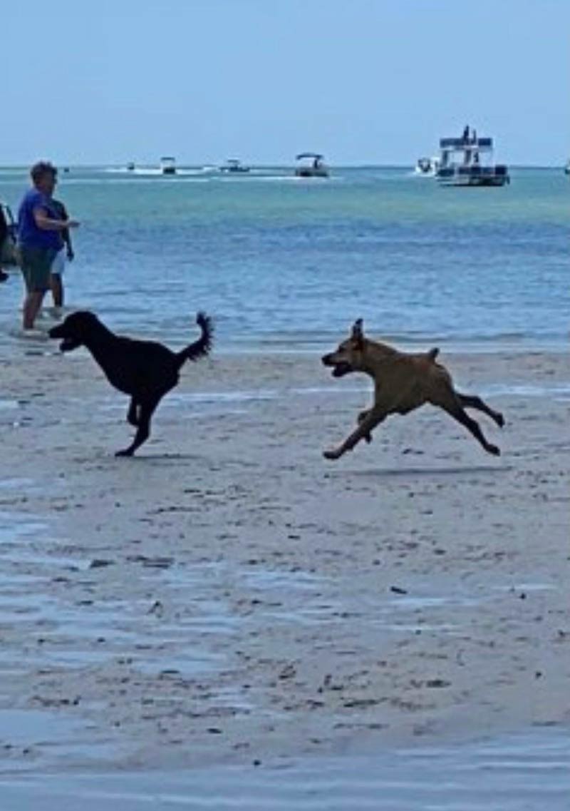 Panorama with running dogs