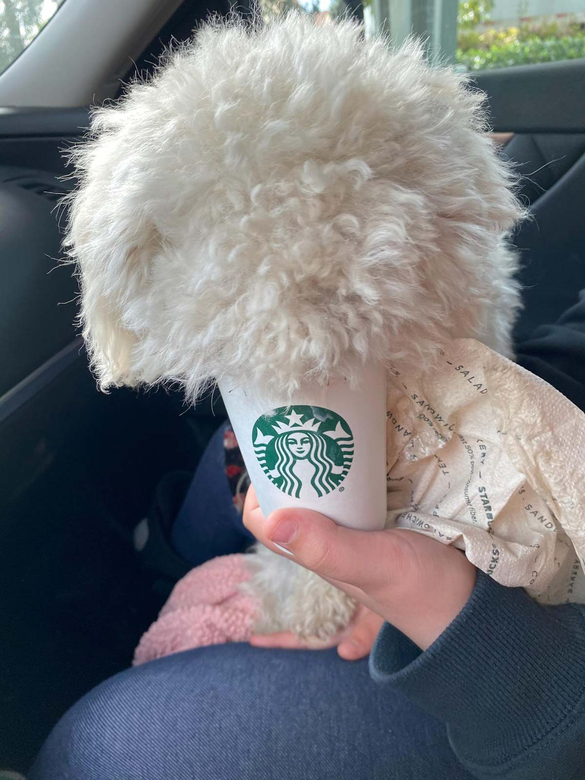 My puppy eating a Puppuccino