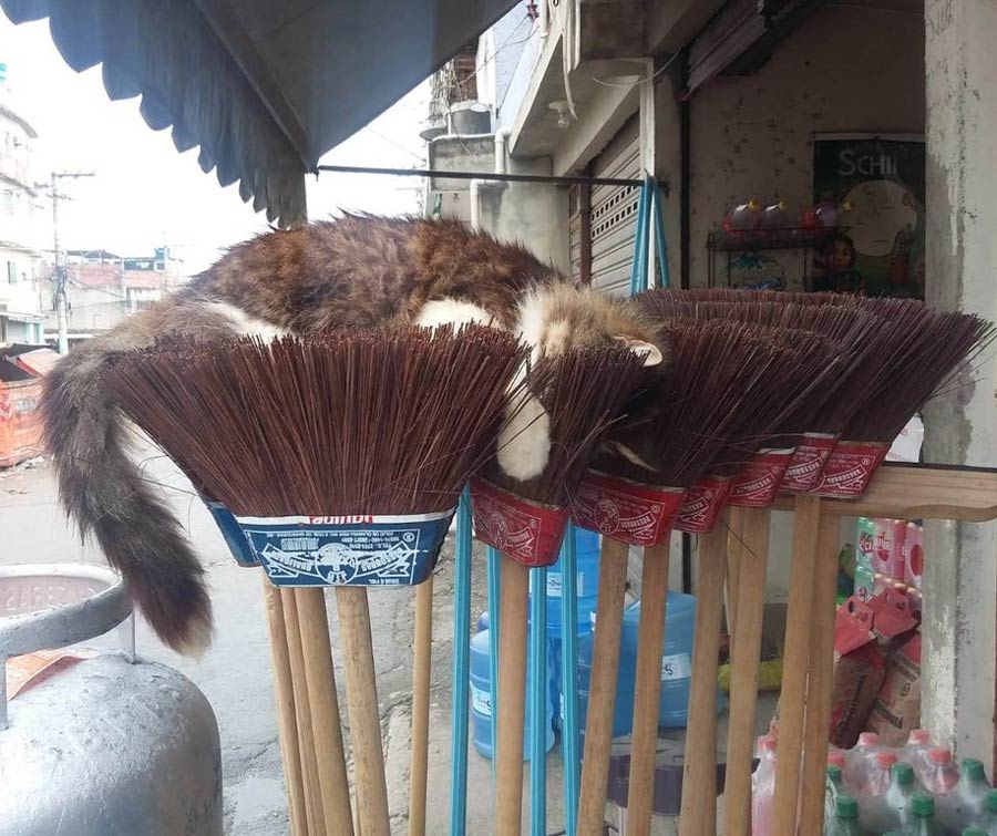 My girlfriend's cat sleeping on top of the brooms in her families shop