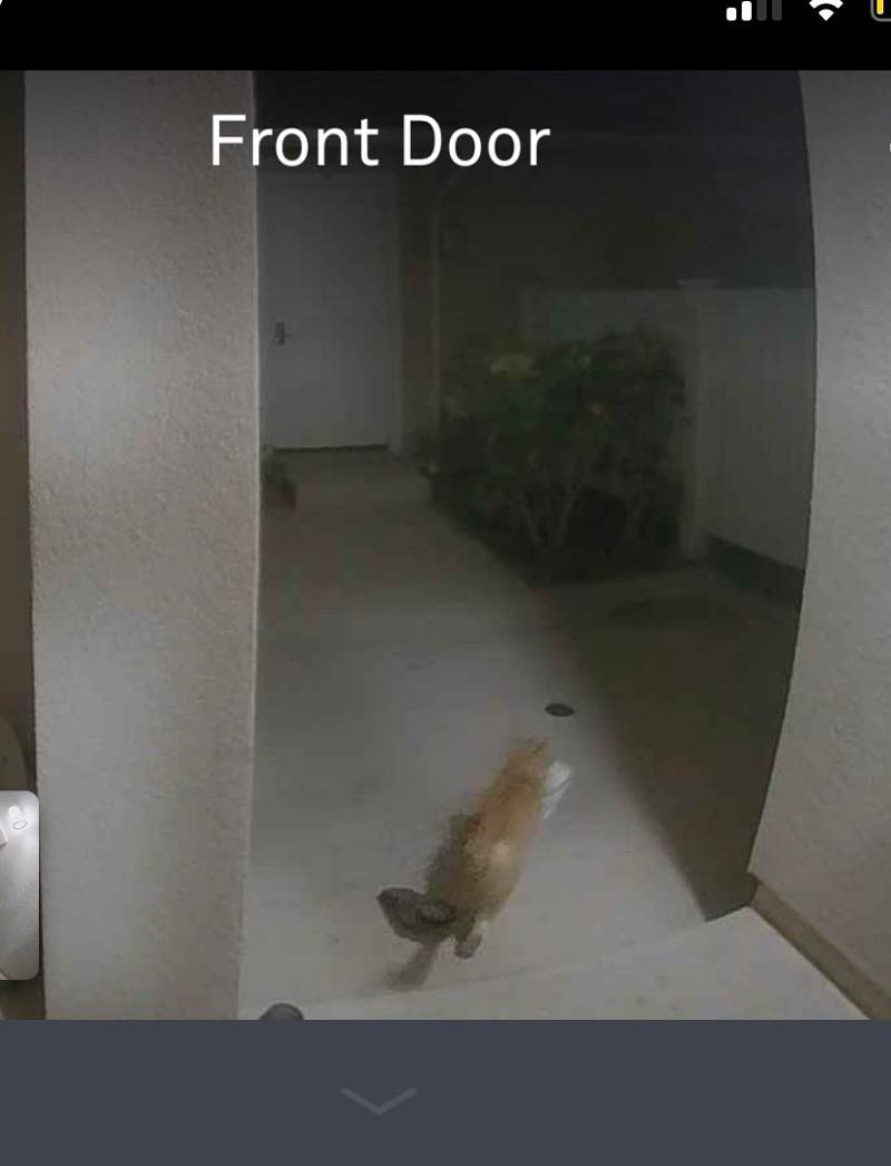 My neighbour’s cat stole my DoorDash order..