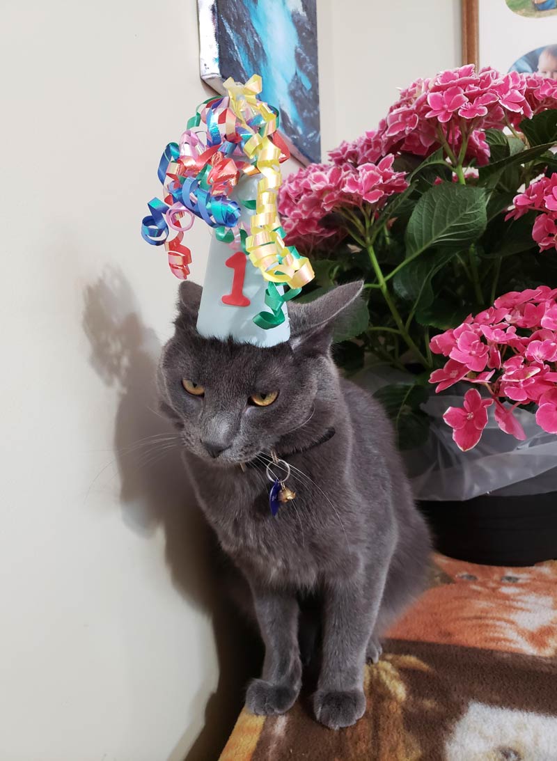 It was my cat's birthday today. Can't say he liked his hat much
