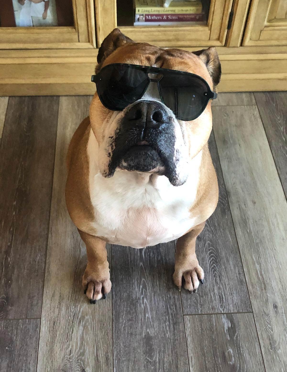 My dog is so much cooler than me