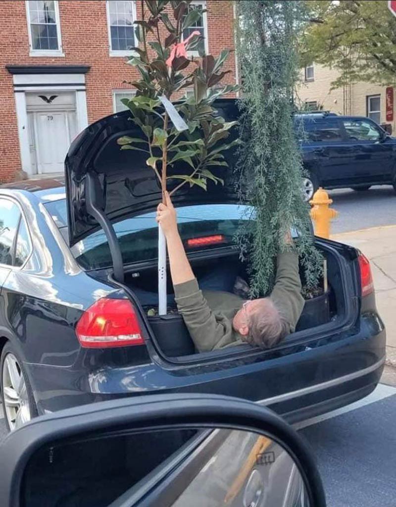 That's one way to get your trees home from the garden center