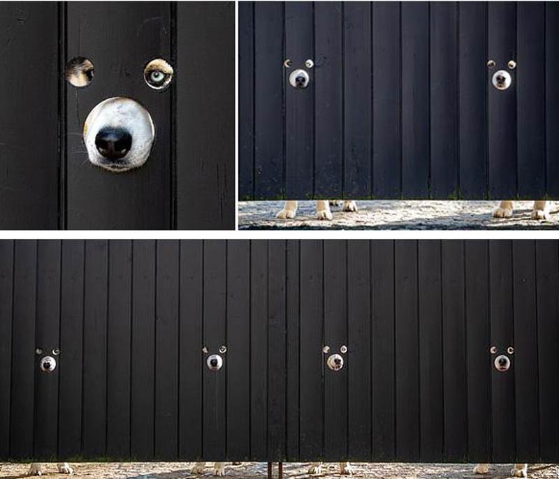 A guy cut out holes in his gate so his curious huskies could monitor the outside situation with ease
