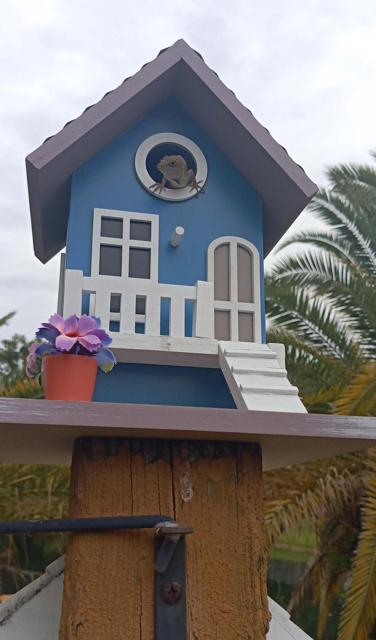 I put up a new birdhouse and got a tenant right away! Funny looking bird though..