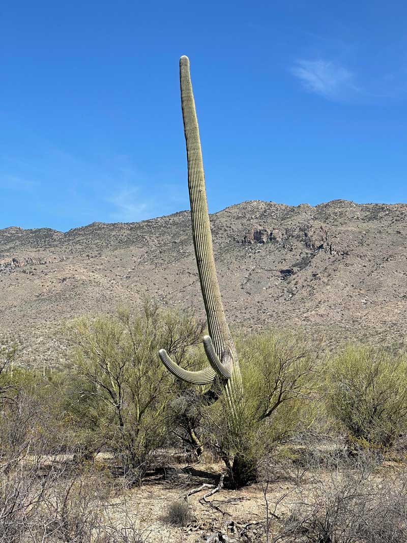 I found a saguaro looking for a fight