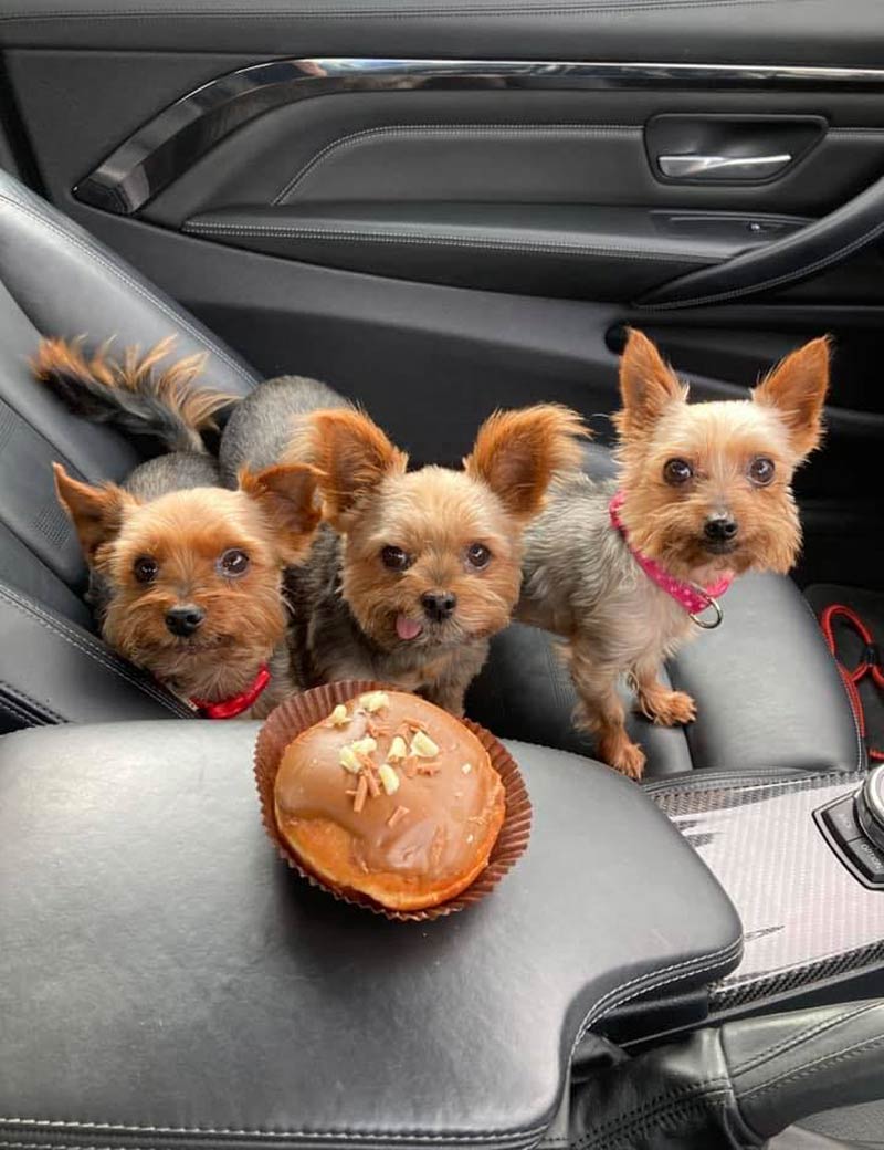 1 Muffin 3 Dogs..