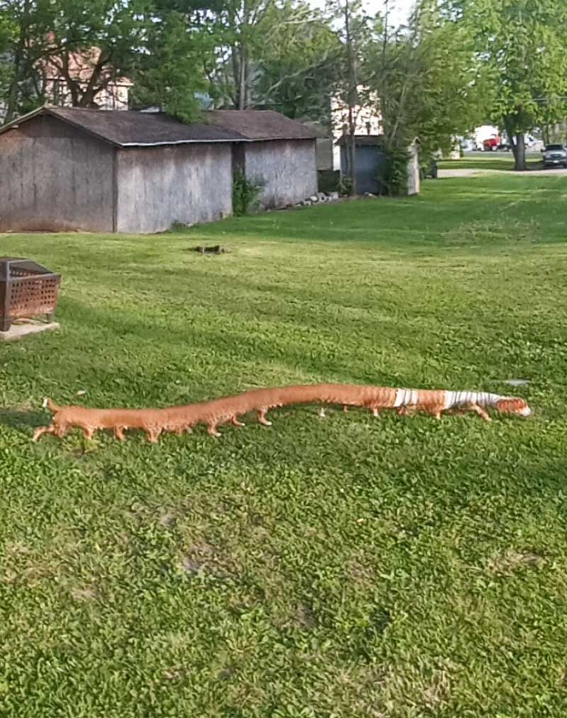 Tried to take a panoramic photo of my back yard and my wiener dog photo bombed it. Wienipede?