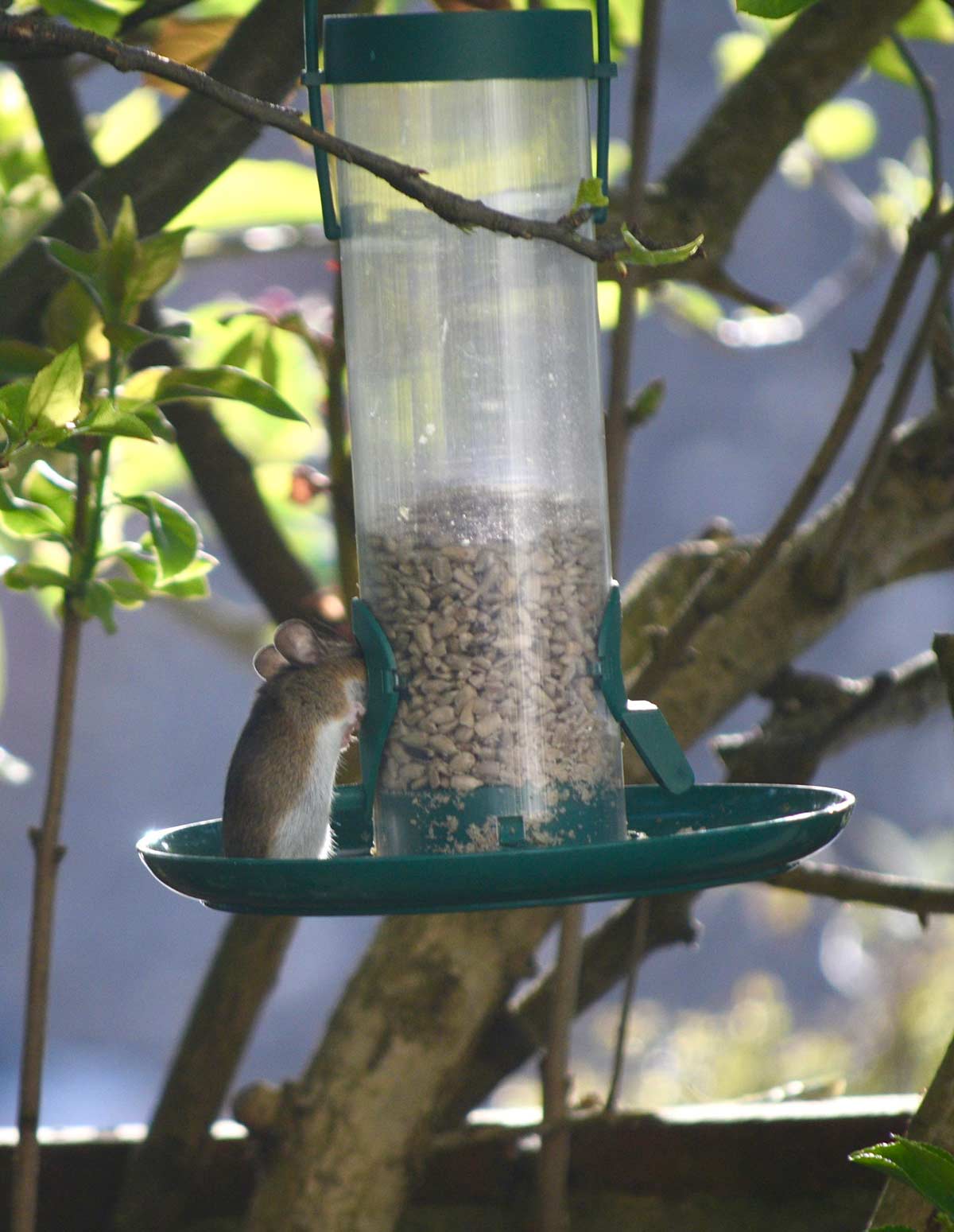 Bought a bird feeder with a tray underneath so there wouldn’t be spilled seed on the ground to attract mice. First day, working great