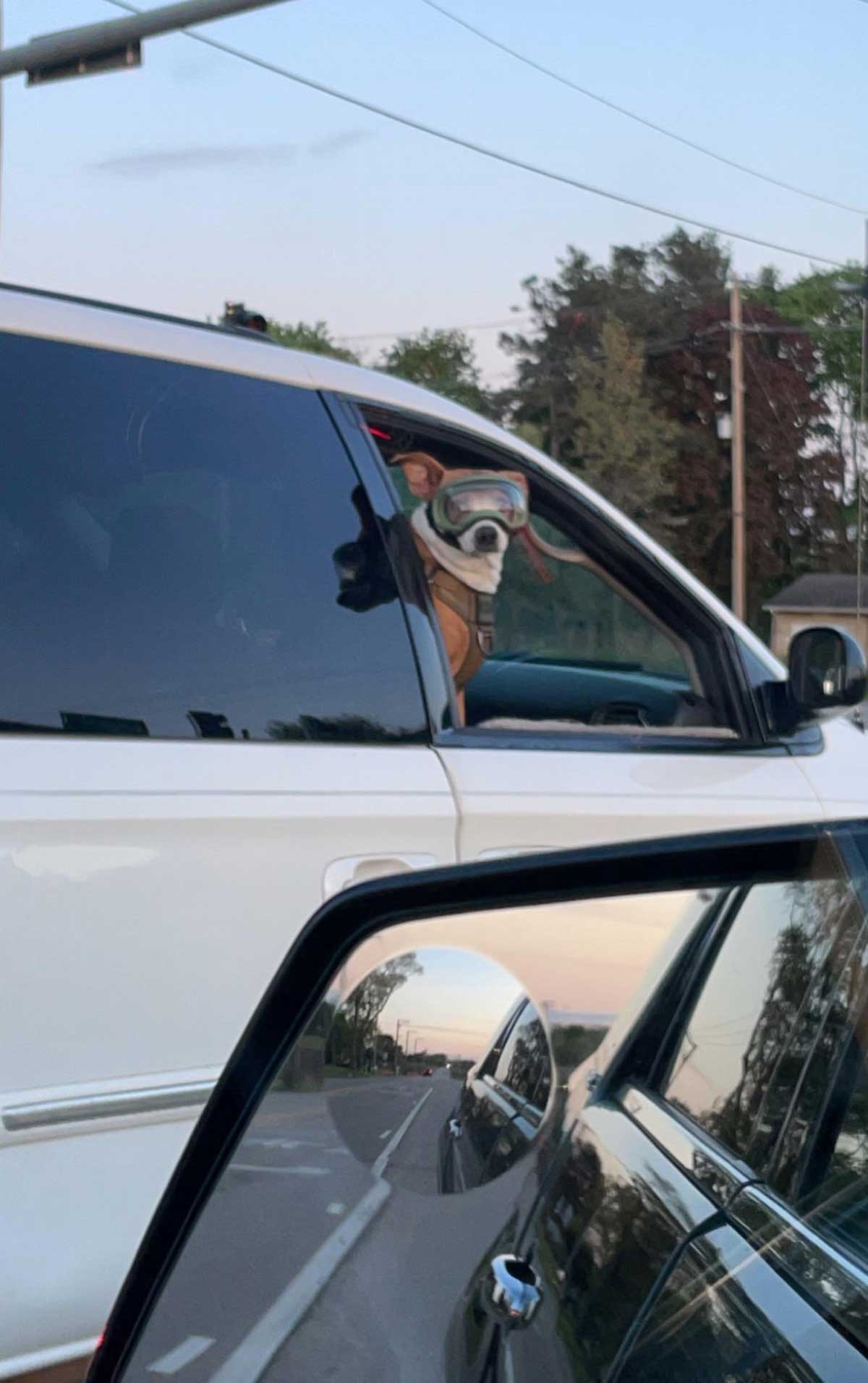 Saw this doggo living his best life