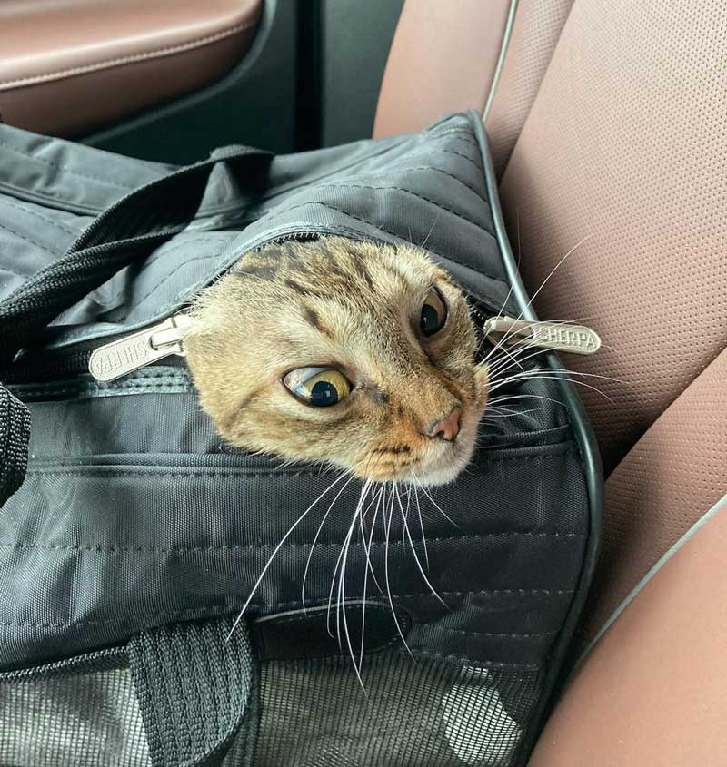 My cat trying to escape her carrier