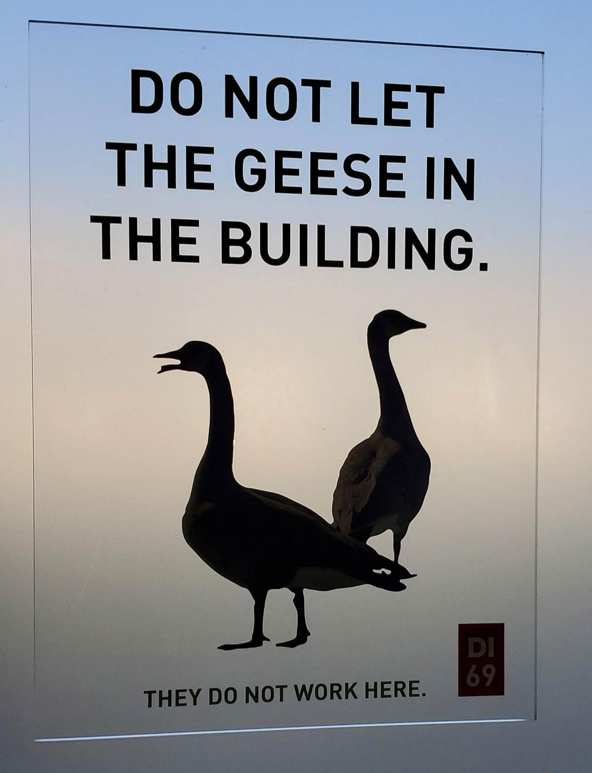 Who keeps letting the geese in the building