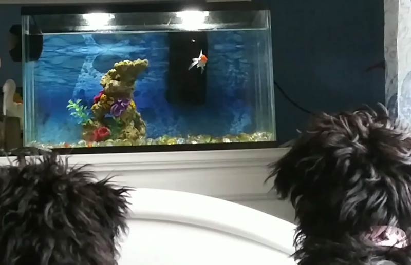 I caught my goldfish and my 2 puppies staring at each other