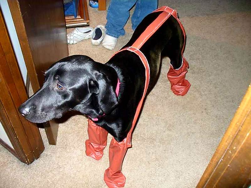 The time my mom tried to make booties for our dog and ended up making her look like a hooker