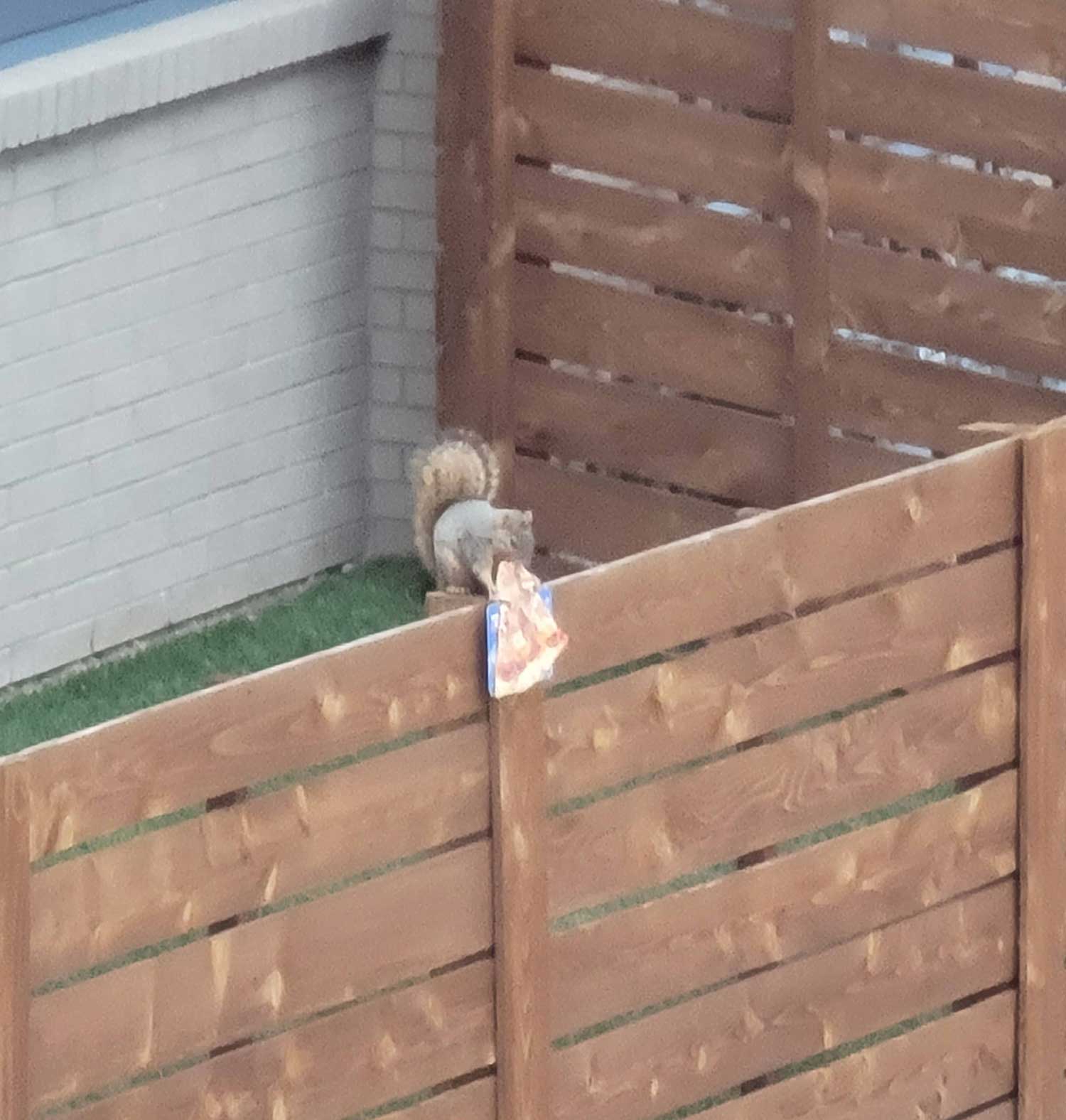 This squirrel was just chilling eating a slice of pizza on the fence