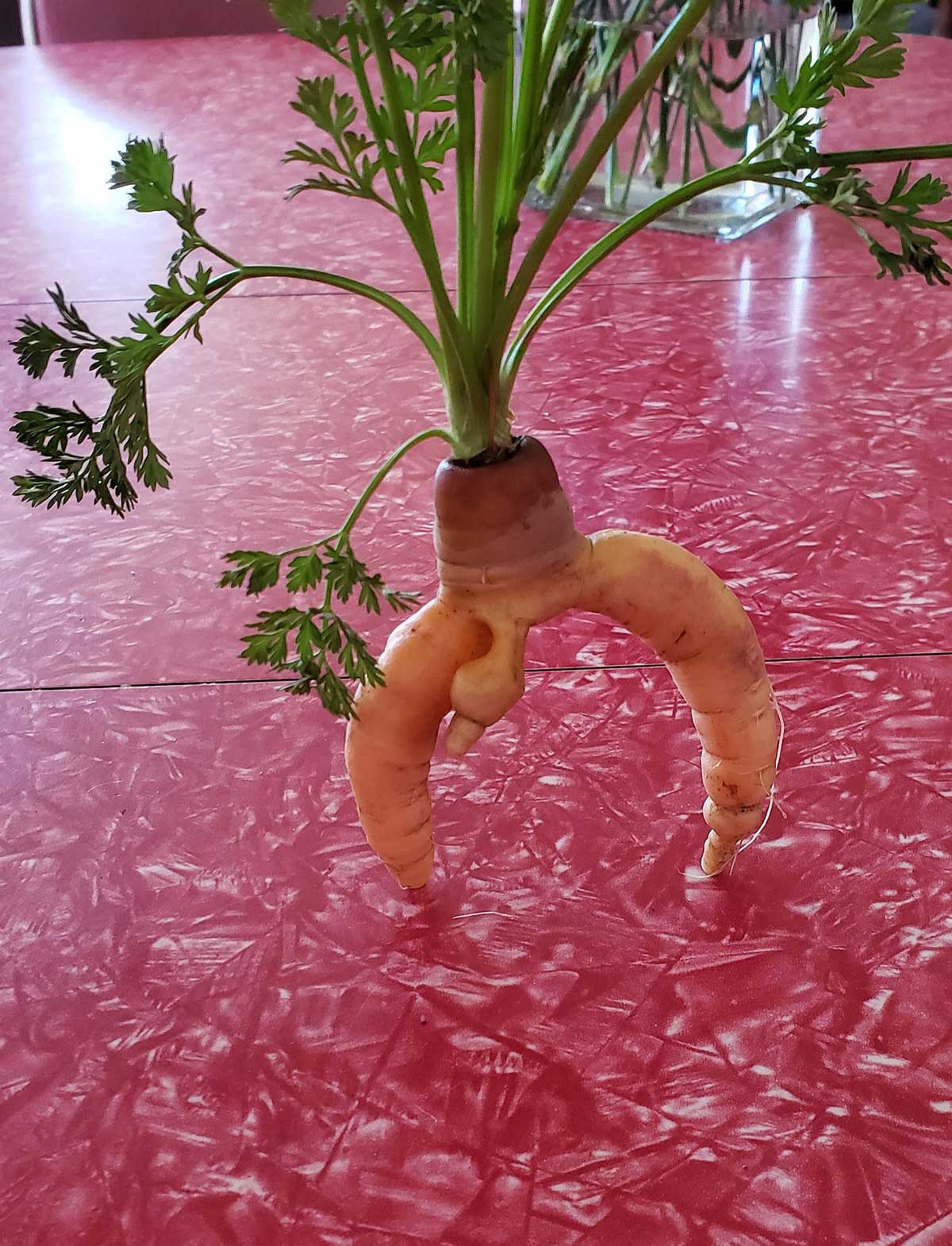A friend of mine loves to garden. Her carrots are.. unusual..