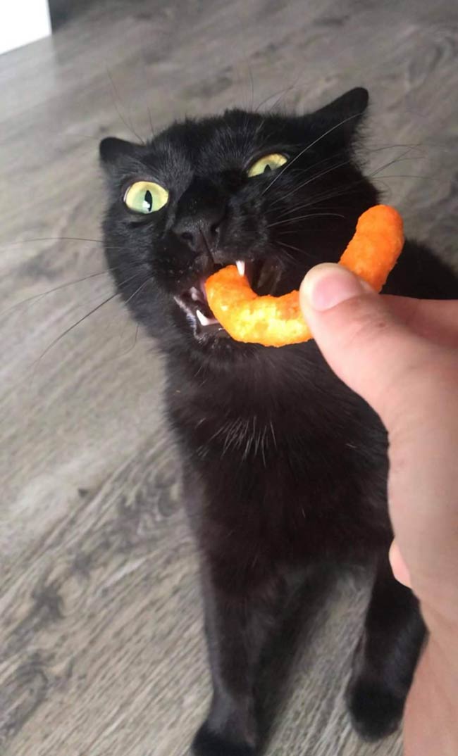 Shenzie gets a little crazy when the Cheetos come out