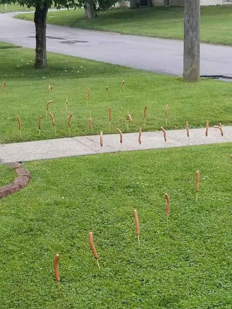 There's a Weiner Bandit in my daughter's neighborhood. I kind of hope the person doesn't get caught