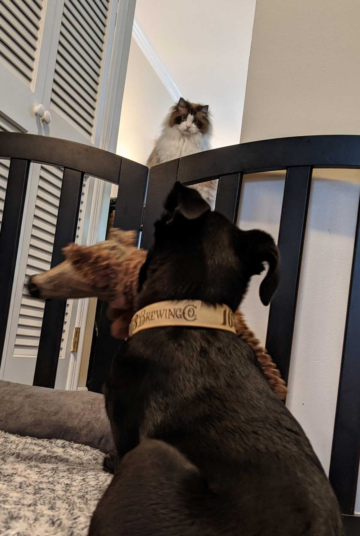 I think my cat is plotting my new puppy's demise