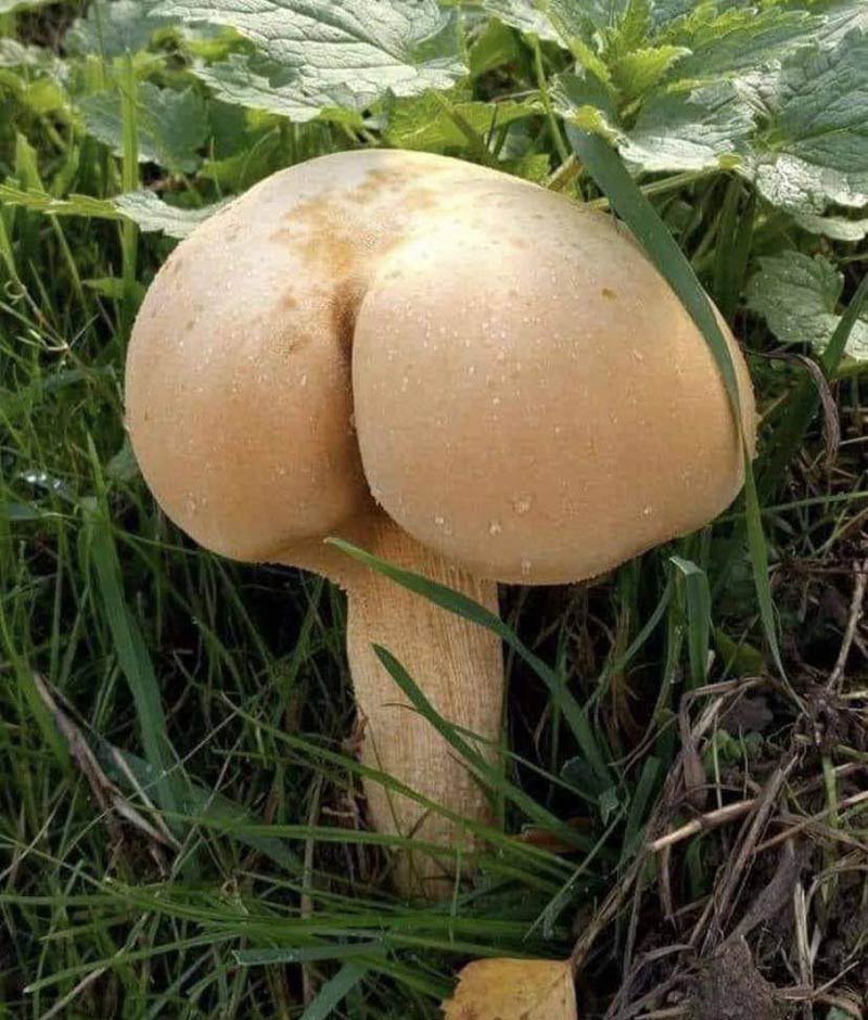 Pretty thicc, butt mushroom for improvement