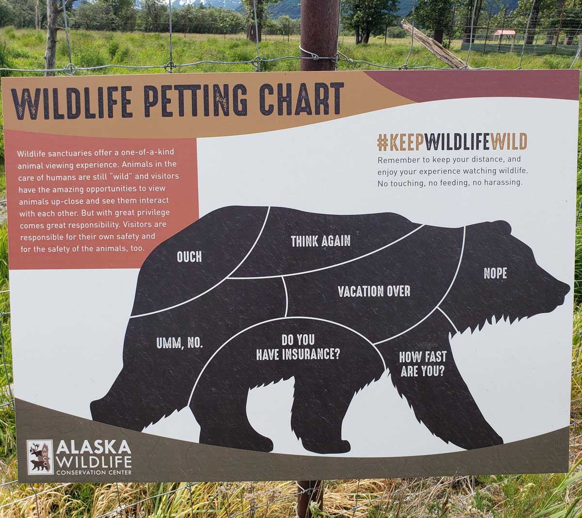 Alaska educating people on where to pet a bear