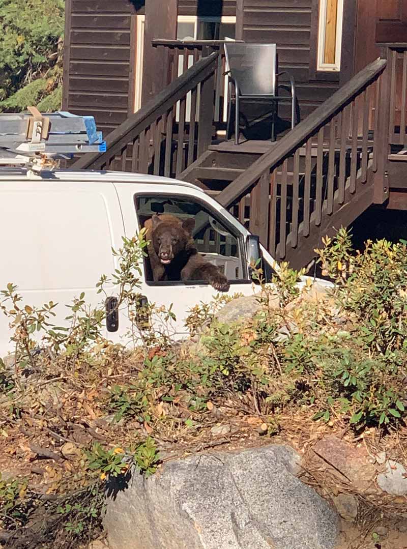 Caught this bear stealing someone’s lunch